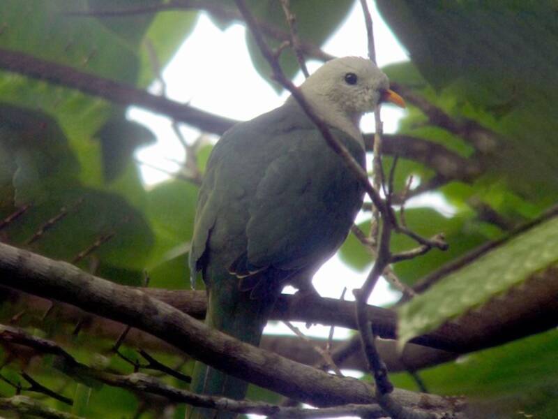 Banggai Fruit-Dove, Photos 2