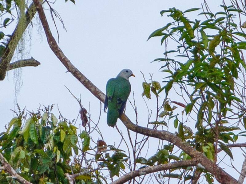 Banggai Fruit-Dove, Photos 3