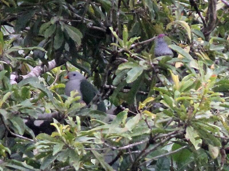 Banggai Fruit-Dove, Photos 4