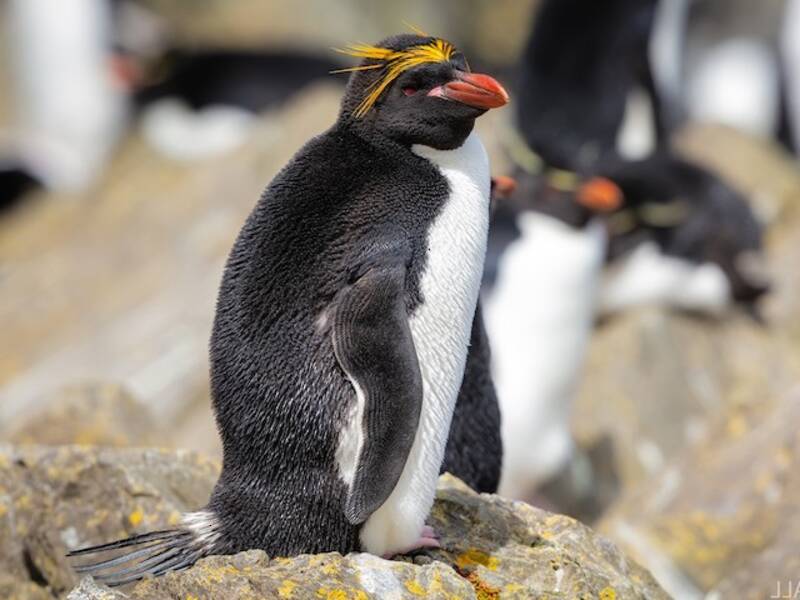 Macaroni Penguin, Photos 4