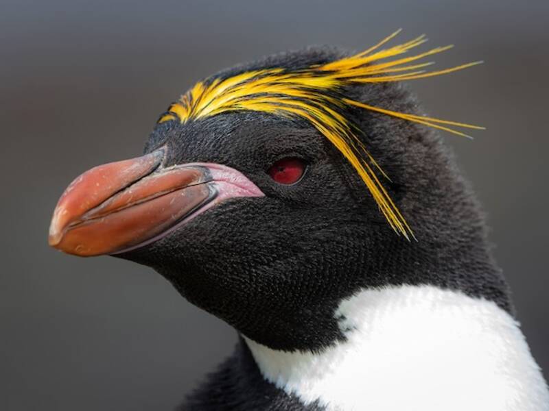 Macaroni Penguin, Photos 3