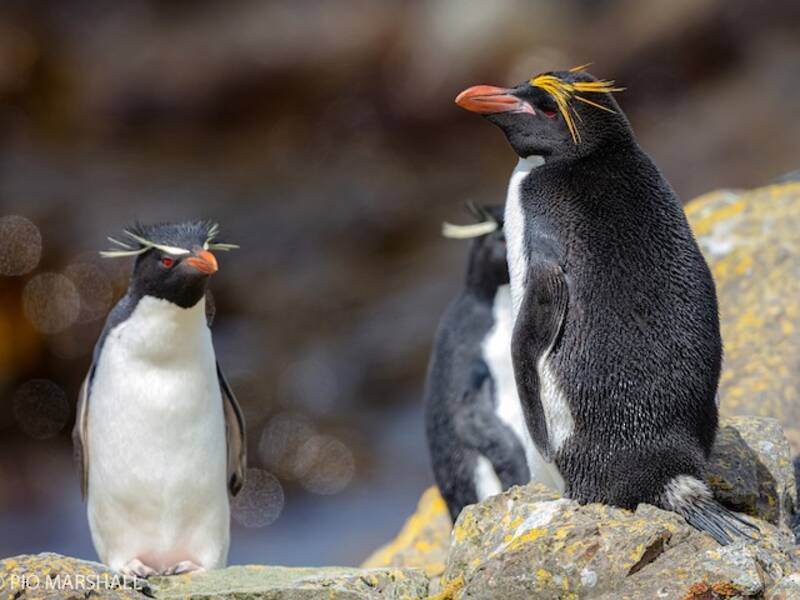 Macaroni Penguin, Photos 2