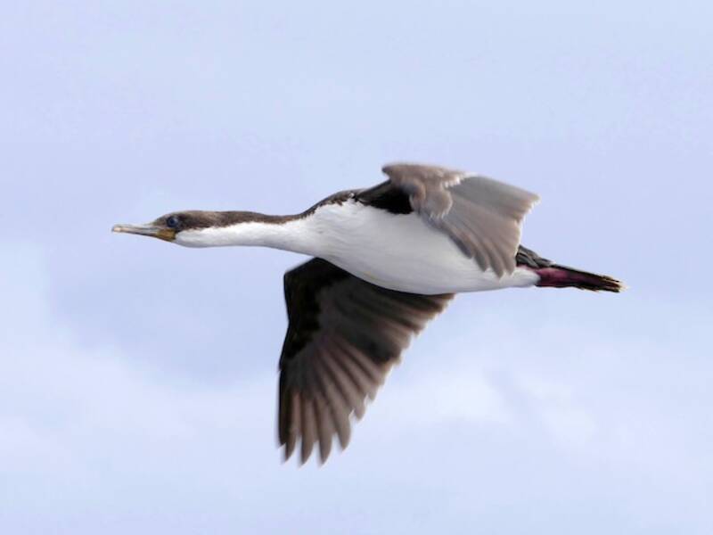 Cormoran de Macquarie