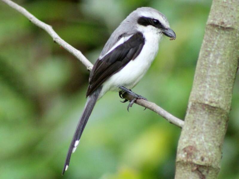 Mackinnon's Shrike, 照片 3