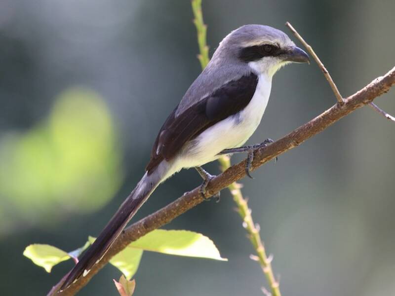 Mackinnon's Shrike