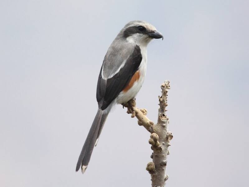 Mackinnon's Shrike, 照片 4