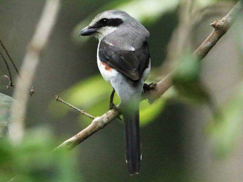 Mackinnon's Shrike, 照片 2
