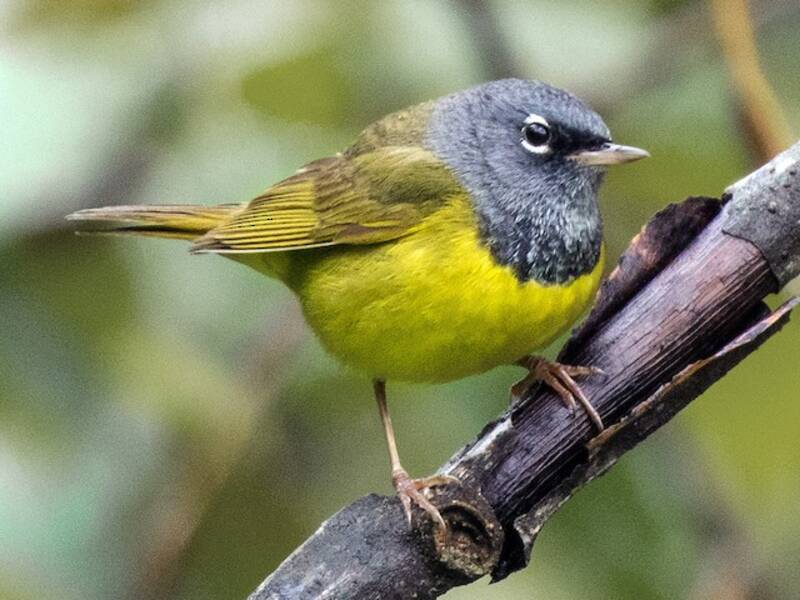 Chipe de MacGillivray