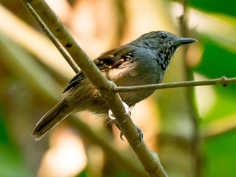 Rio Madeira Stipplethroat