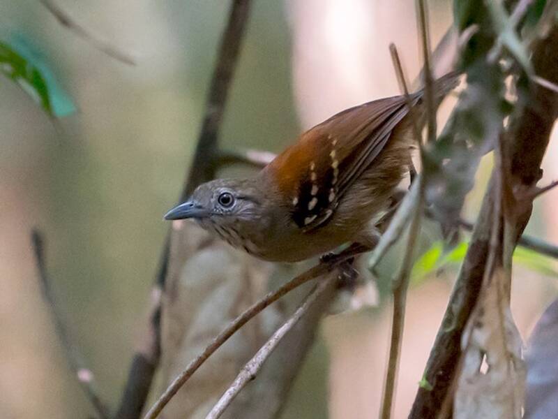 Rio Madeira Stipplethroat, Photos 2