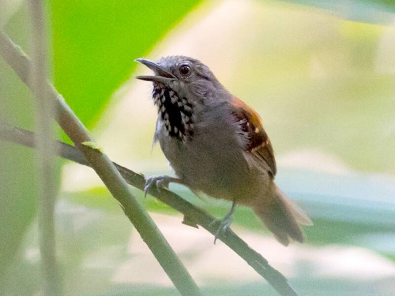 Rio Madeira Stipplethroat, Photos 3