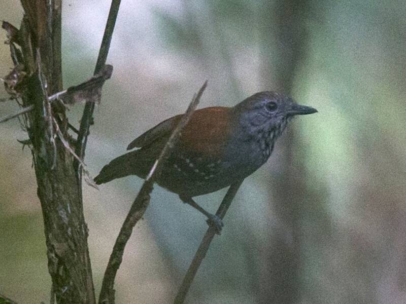 Rio Madeira Stipplethroat, Photos 4