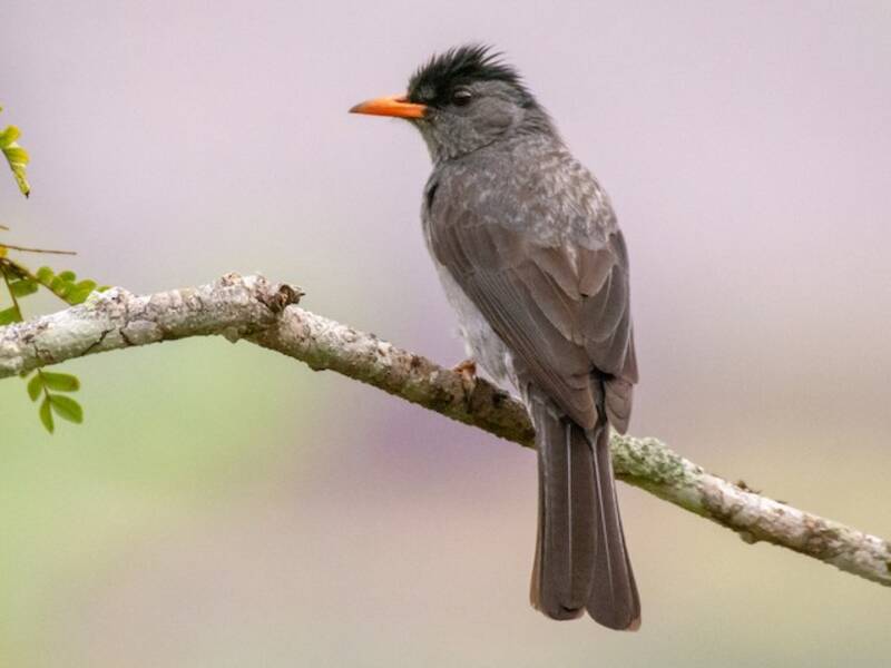Bulbul malgache, Fotos 4