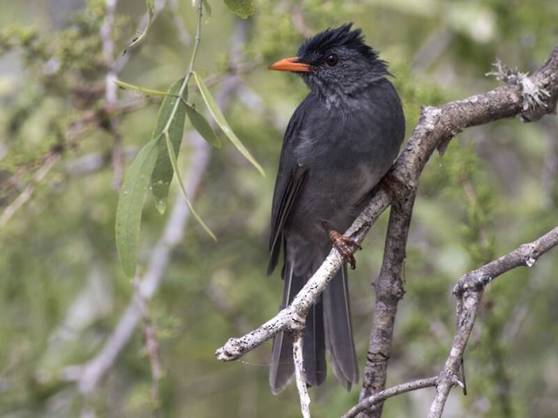 Bulbul malgache, Fotos 2