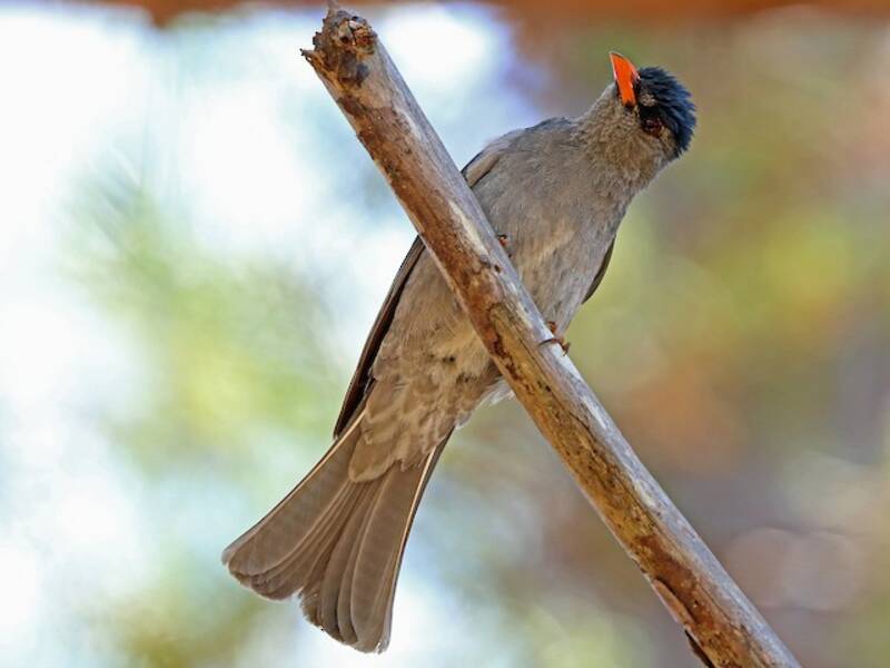 Bulbul de Madagascar