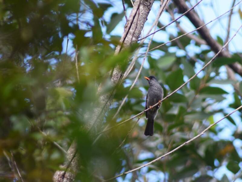 Bulbul malgache, Fotos 3
