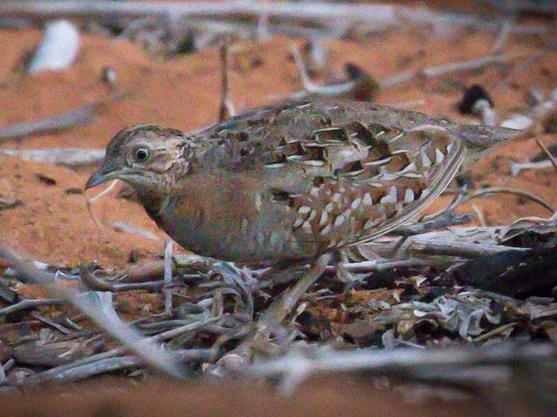 Quaglia tridattila del Madagascar, Foto 2