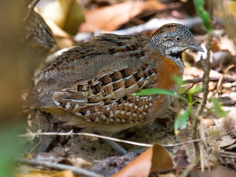 Madagascar Buttonquail