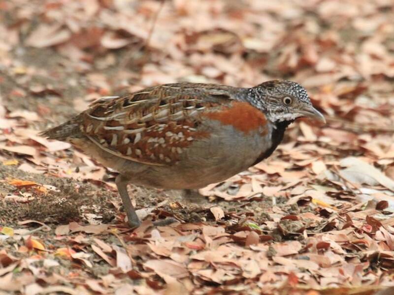 Quaglia tridattila del Madagascar, Foto 3