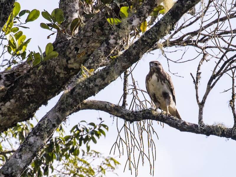 Buse de Madagascar, Photos 2