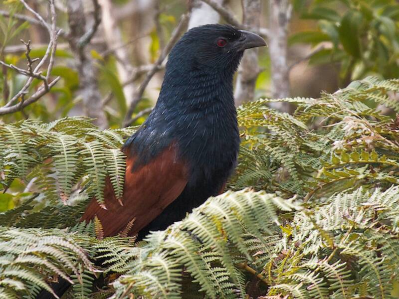 Coucal malgache
