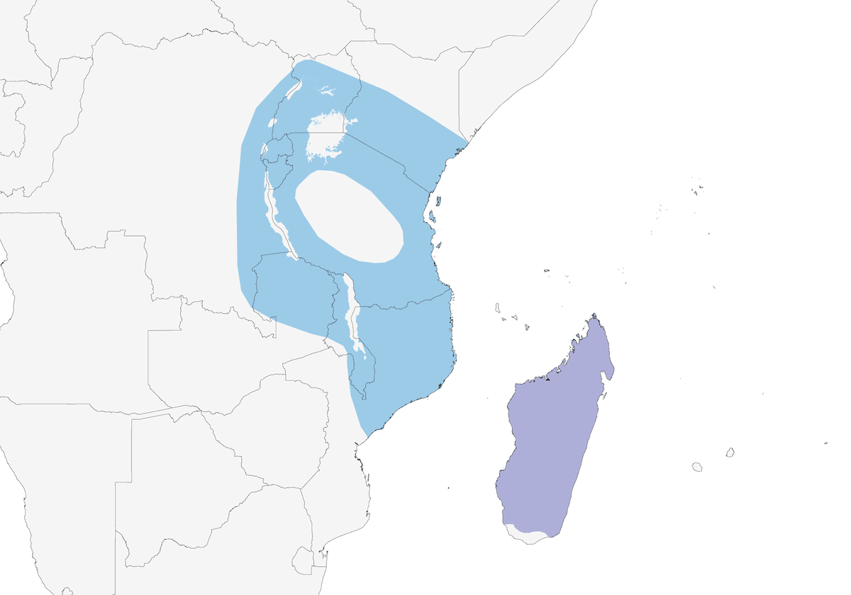 Cuculo del Madagascar, Distribuzione 1
