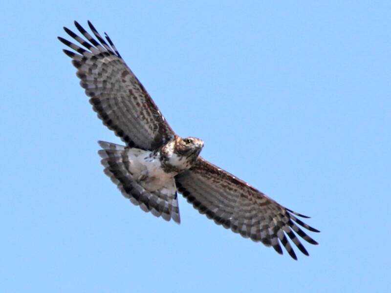 Madagascar Cuckoo-Hawk, Photos 3
