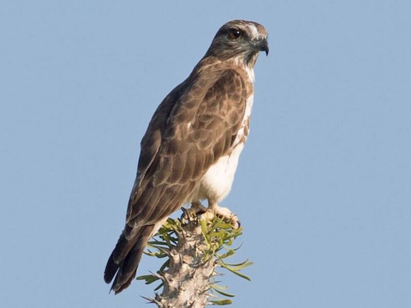 Madagascar Cuckoo-Hawk, Photos 2