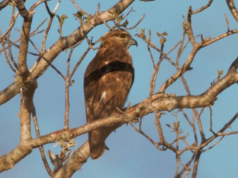 Madagascar Cuckoo-Hawk, Photos 4