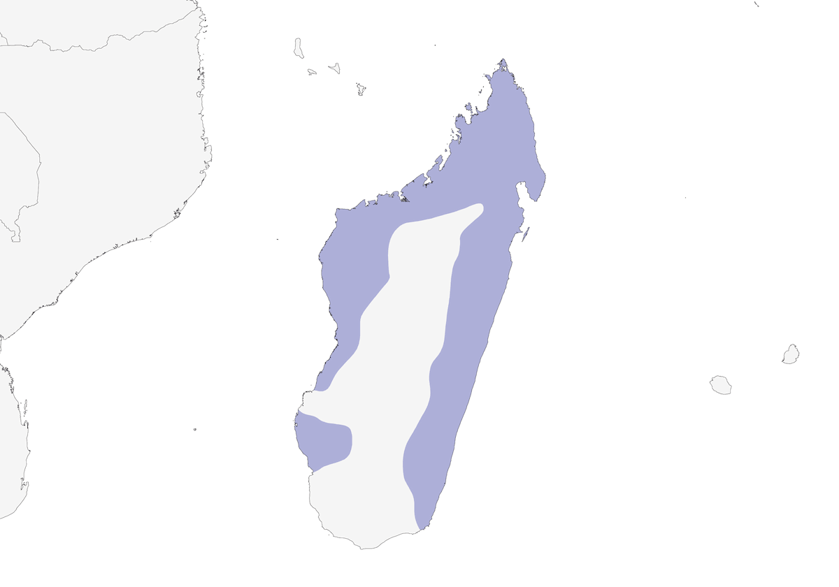 Madagascar Cuckoo-Hawk, Distribution 1