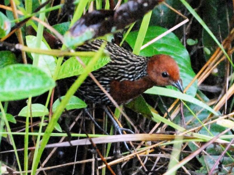 Râle de Madagascar, Photos 3