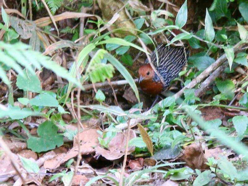 Râle de Madagascar, Photos 2