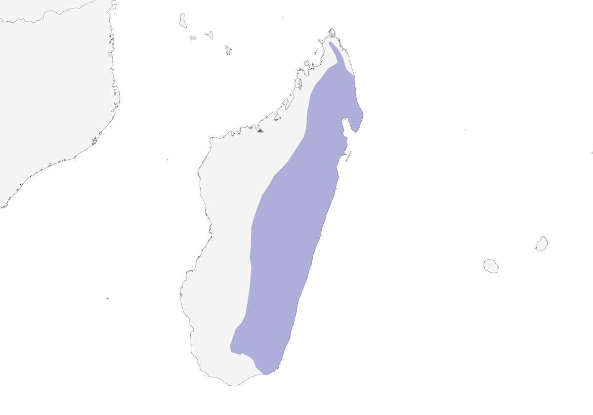 Râle de Madagascar, Distribution 1