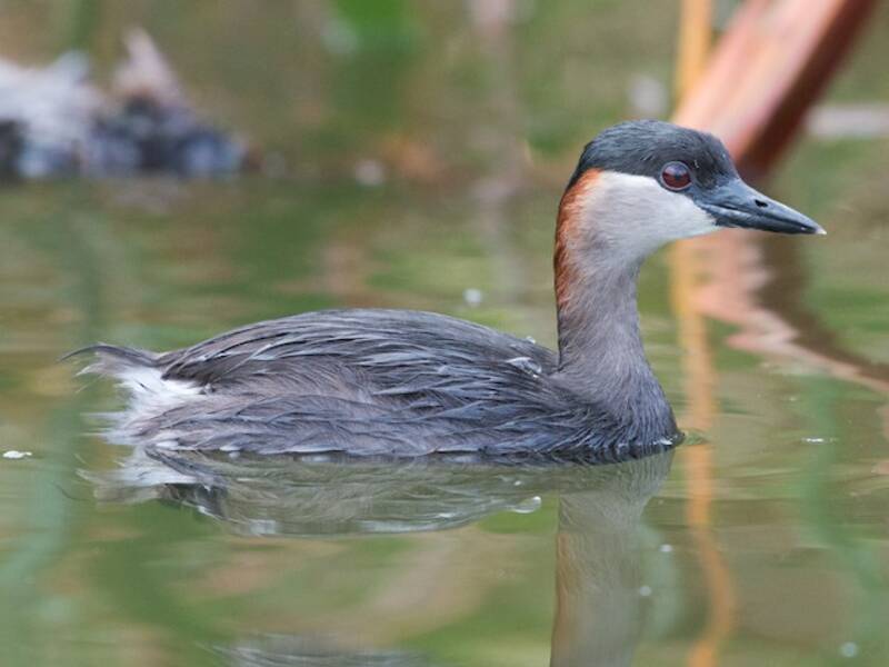 Madagascar Grebe, Photos 4