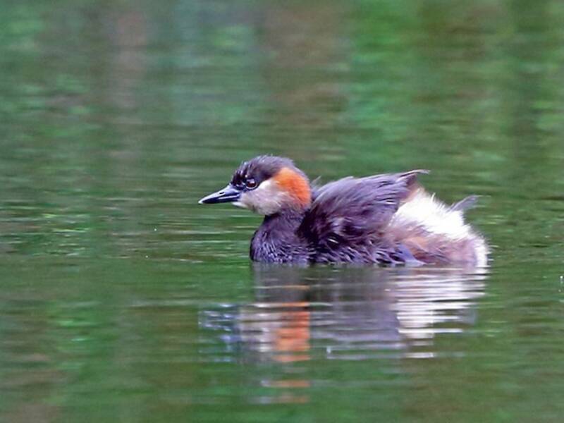 Madagascar Grebe, Photos 3