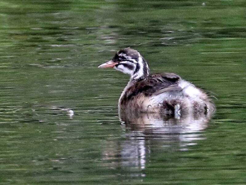 Madagascar Grebe, Photos 2