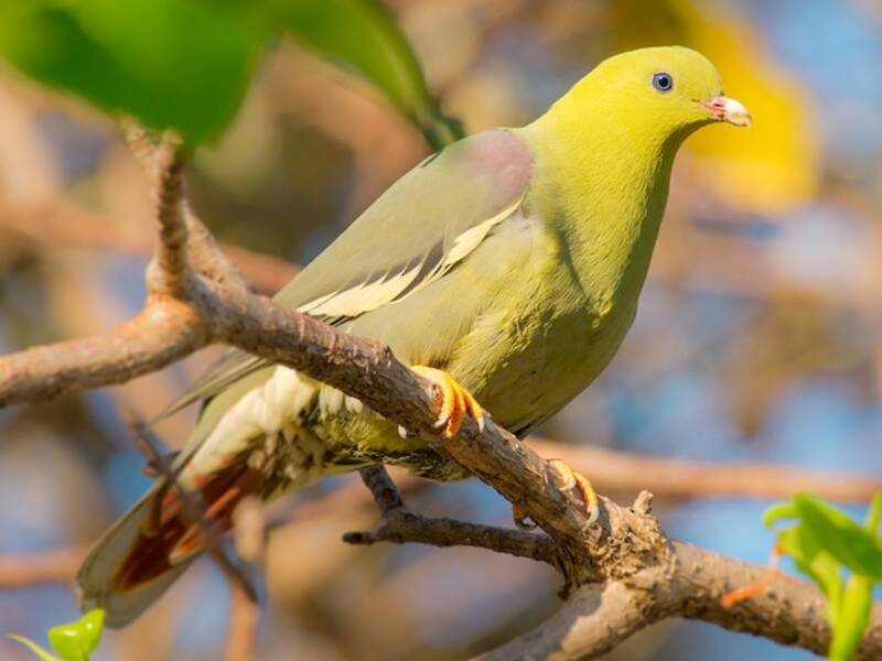 Madagascar Green-Pigeon