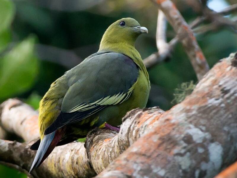 Paloma Verde de las Comoras