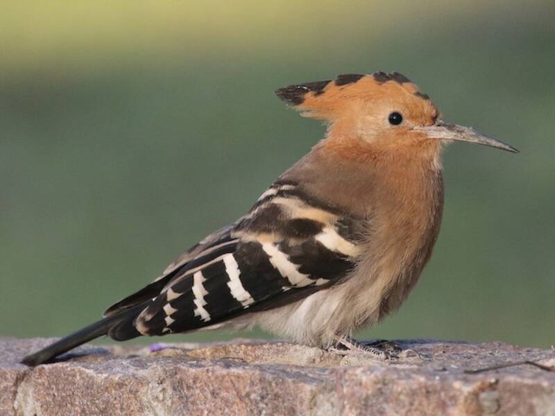 Madagascar Hoopoe (Upupa marginata)