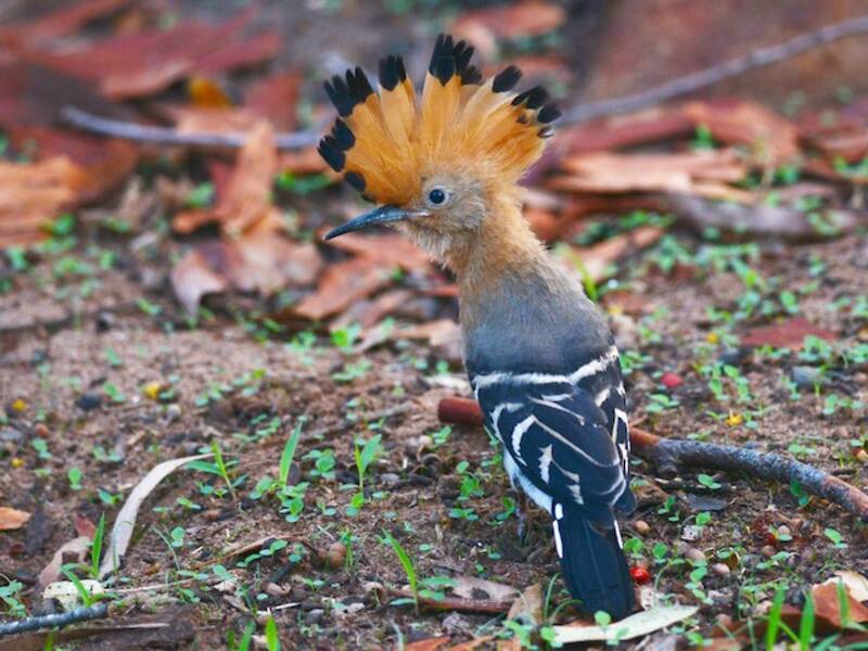Madagaskar-Wiedehopf, Fotos 3