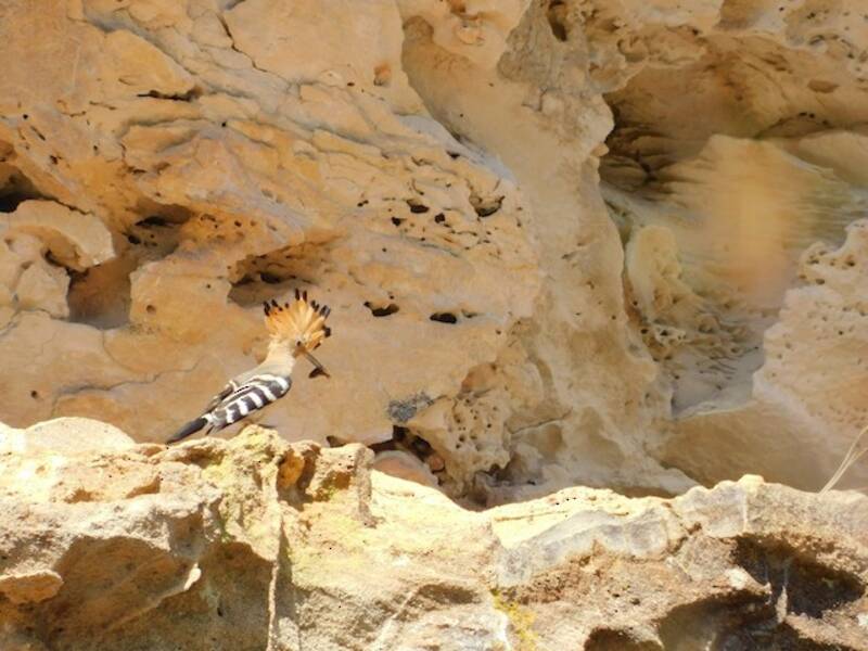 Madagaskar-Wiedehopf, Fotos 4