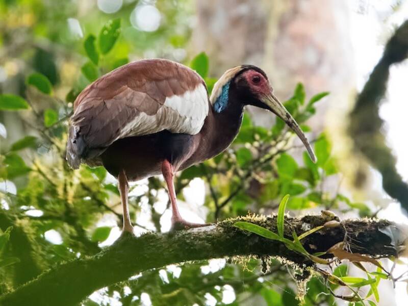 Madagascar Ibis