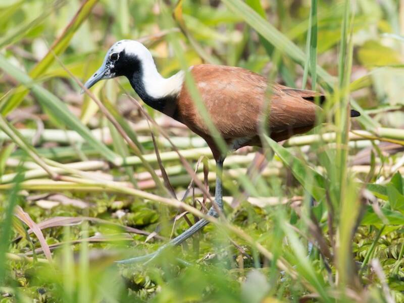 Madagascar Jacana, Photos 4