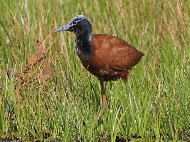 Madagascar Jacana, Photos 3