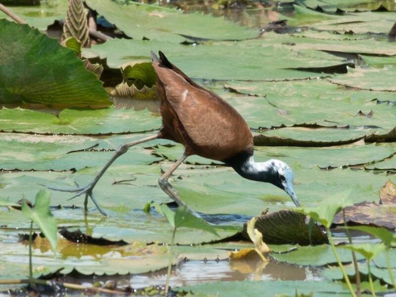 Madagascar Jacana