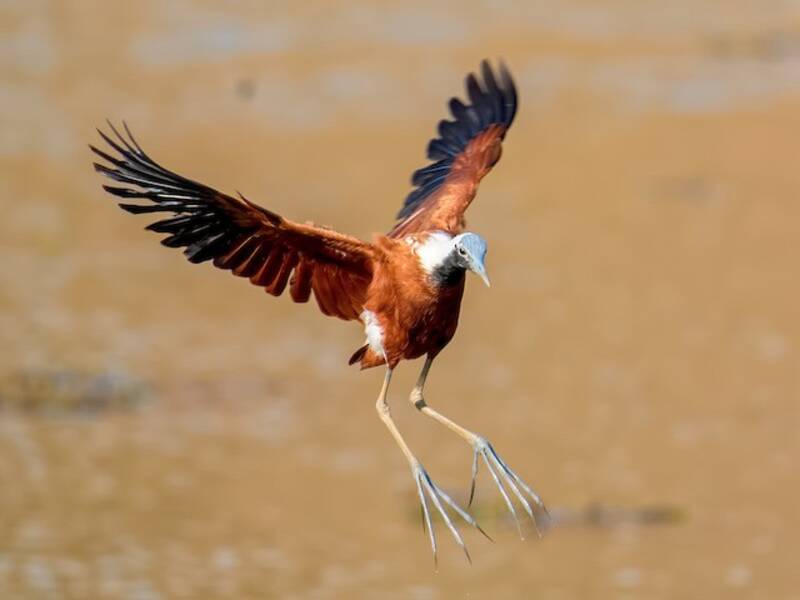 Madagascar Jacana, Photos 2