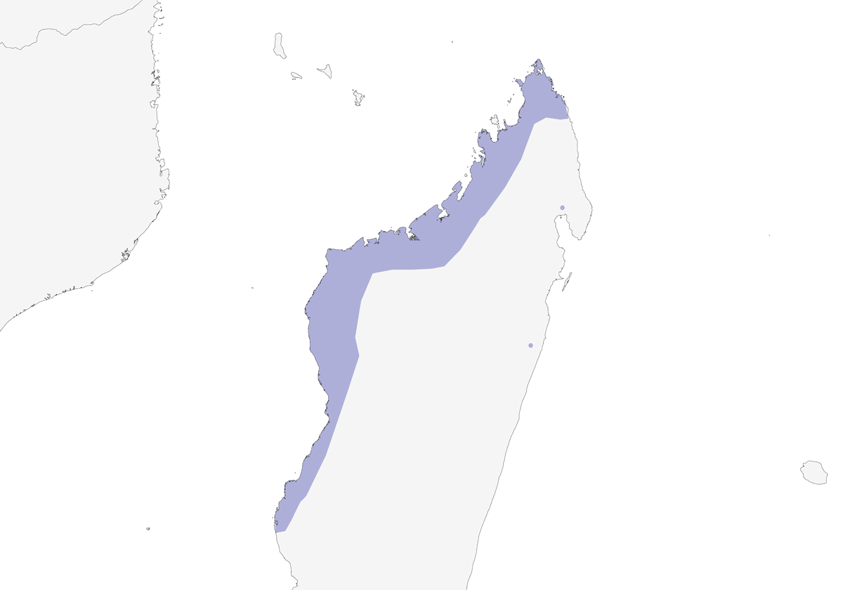 Madagascar Jacana, Distribution 1