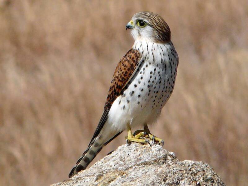 Malagasy Kestrel