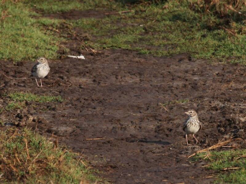 Madagascar Lark
