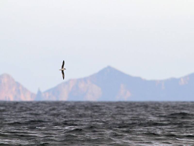 Zino's Petrel (Pterodroma madeira)